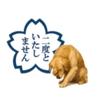 ゴールデンレトリバー☆よくできました！（個別スタンプ：31）