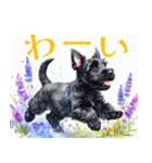 水彩感じるスコティッシュ・テリアスタンプ（個別スタンプ：4）