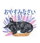 水彩感じるスコティッシュ・テリアスタンプ（個別スタンプ：5）