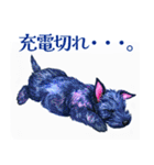 水彩感じるスコティッシュ・テリアスタンプ（個別スタンプ：19）