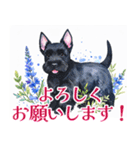水彩感じるスコティッシュ・テリアスタンプ（個別スタンプ：25）