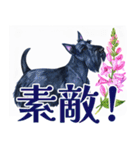 水彩感じるスコティッシュ・テリアスタンプ（個別スタンプ：31）
