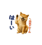 柴犬さんの素直な気持ち（個別スタンプ：4）