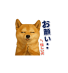 柴犬さんの素直な気持ち（個別スタンプ：12）