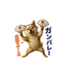 柴犬さんの素直な気持ち（個別スタンプ：13）