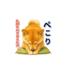 柴犬さんの素直な気持ち（個別スタンプ：15）
