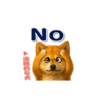 柴犬さんの素直な気持ち（個別スタンプ：16）
