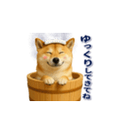 柴犬さんの素直な気持ち（個別スタンプ：18）