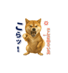 柴犬さんの素直な気持ち（個別スタンプ：20）