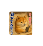 柴犬さんの素直な気持ち（個別スタンプ：23）