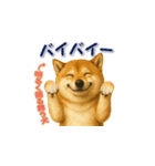 柴犬さんの素直な気持ち（個別スタンプ：24）