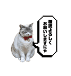COCO TAKEMOTO -season 4-（個別スタンプ：5）
