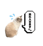 COCO TAKEMOTO -season 4-（個別スタンプ：9）