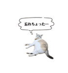 COCO TAKEMOTO -season 4-（個別スタンプ：15）