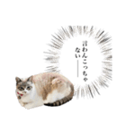 COCO TAKEMOTO -season 4-（個別スタンプ：16）