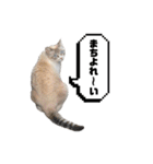 COCO TAKEMOTO -season 4-（個別スタンプ：31）