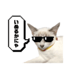 COCO TAKEMOTO -season 4-（個別スタンプ：33）