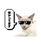 COCO TAKEMOTO -season 4-（個別スタンプ：34）