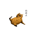 ぽっちゃりキジ猫の「ダイエットあるある」（個別スタンプ：1）