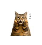 ぽっちゃりキジ猫の「ダイエットあるある」（個別スタンプ：3）
