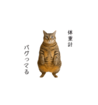 ぽっちゃりキジ猫の「ダイエットあるある」（個別スタンプ：6）