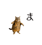 ぽっちゃりキジ猫の「ダイエットあるある」（個別スタンプ：7）