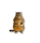 ぽっちゃりキジ猫の「ダイエットあるある」（個別スタンプ：8）