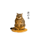 ぽっちゃりキジ猫の「ダイエットあるある」（個別スタンプ：12）
