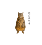 ぽっちゃりキジ猫の「ダイエットあるある」（個別スタンプ：14）