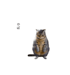 ぽっちゃりキジ猫の「ダイエットあるある」（個別スタンプ：15）
