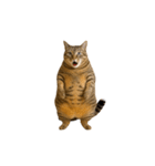 ぽっちゃりキジ猫の「ダイエットあるある」（個別スタンプ：16）