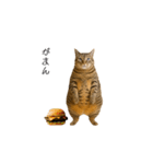 ぽっちゃりキジ猫の「ダイエットあるある」（個別スタンプ：17）