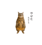 ぽっちゃりキジ猫の「ダイエットあるある」（個別スタンプ：18）