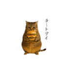 ぽっちゃりキジ猫の「ダイエットあるある」（個別スタンプ：19）