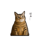 ぽっちゃりキジ猫の「ダイエットあるある」（個別スタンプ：22）