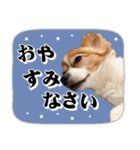 りきぞう君スタンプ（個別スタンプ：14）