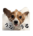 りきぞう君スタンプ（個別スタンプ：18）