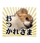 りきぞう君スタンプ（個別スタンプ：30）