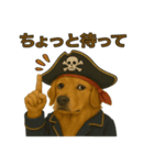 シュールな海賊の犬のスタンプ 002（個別スタンプ：39）