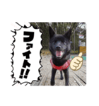甲斐犬カイちゃんスタンプ（個別スタンプ：2）