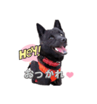 甲斐犬カイちゃんスタンプ（個別スタンプ：3）
