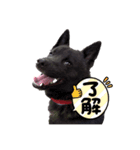 甲斐犬カイちゃんスタンプ（個別スタンプ：5）