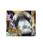 甲斐犬カイちゃんスタンプ（個別スタンプ：6）