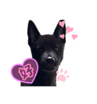 甲斐犬カイちゃんスタンプ（個別スタンプ：7）
