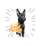 甲斐犬カイちゃんスタンプ（個別スタンプ：8）
