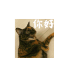 小花達です！ほのぼの日常(台湾華語)（個別スタンプ：3）