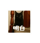 小花達です！ほのぼの日常(台湾華語)（個別スタンプ：8）