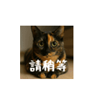 小花達です！ほのぼの日常(台湾華語)（個別スタンプ：9）