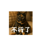 小花達です！ほのぼの日常(台湾華語)（個別スタンプ：11）
