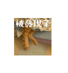 小花達です！ほのぼの日常(台湾華語)（個別スタンプ：12）